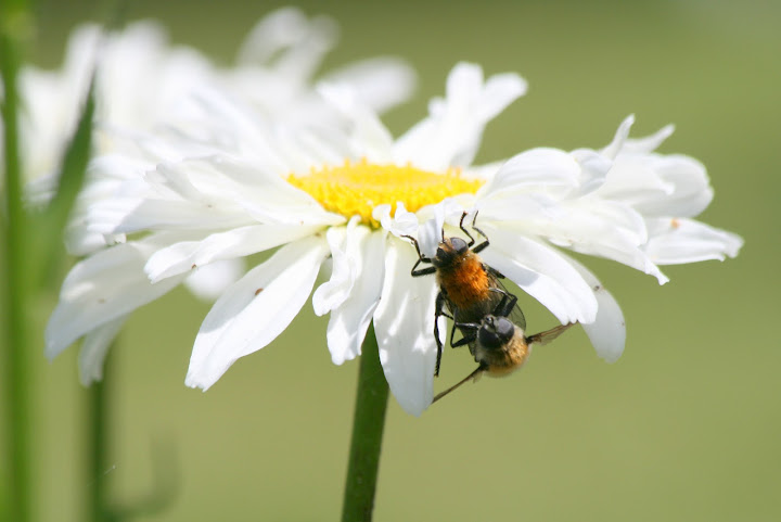 “Birds do it. Bees do it. Let’s fall in love.”